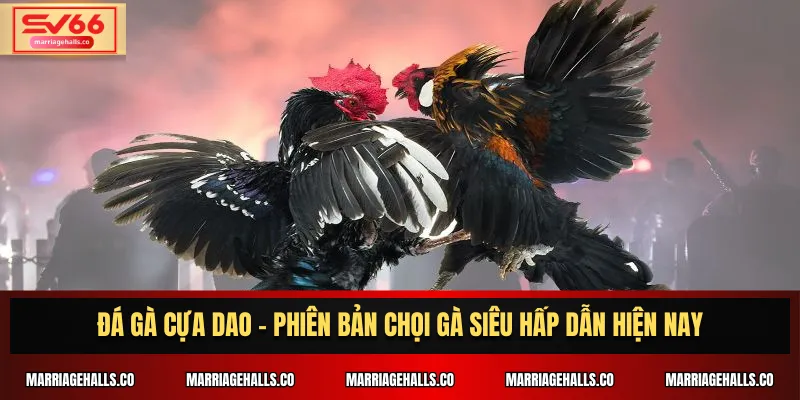 Đá Gà Cựa Dao